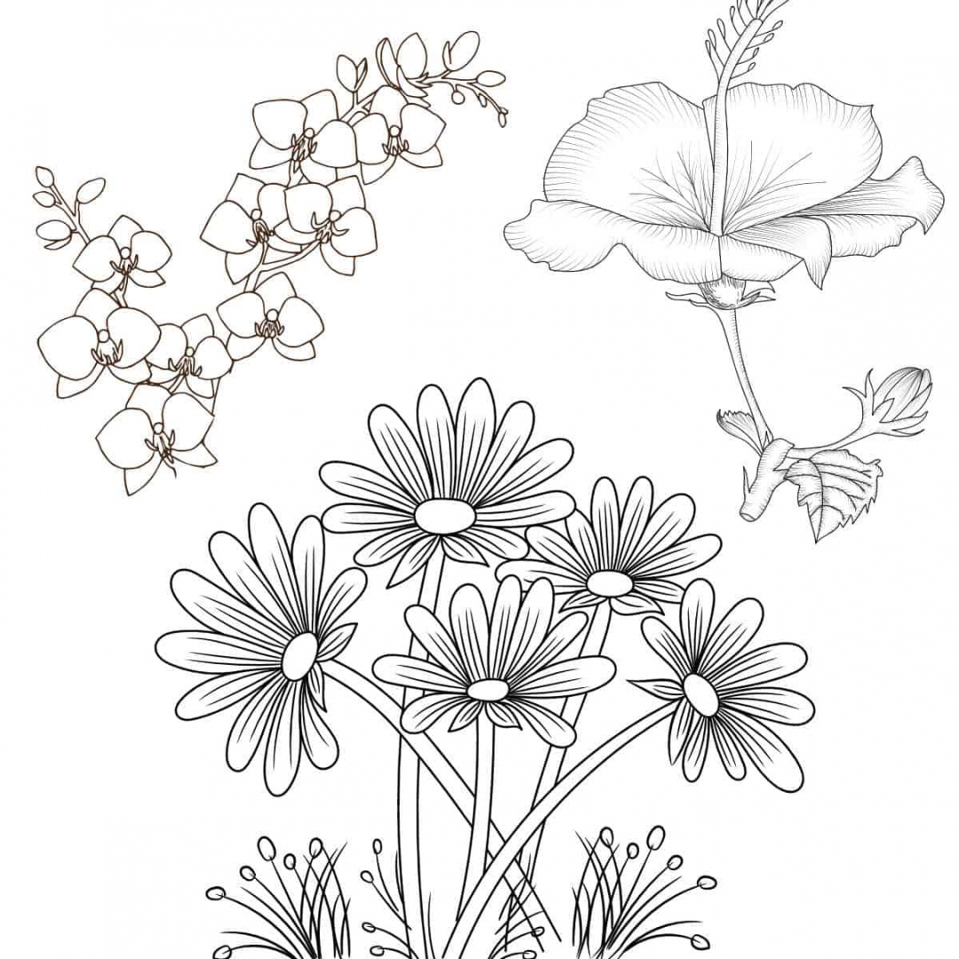 Free Printable Flower Coloring Pages - Printable -  Best Flower Coloring Sheets For Free - Artsy Pretty Plants