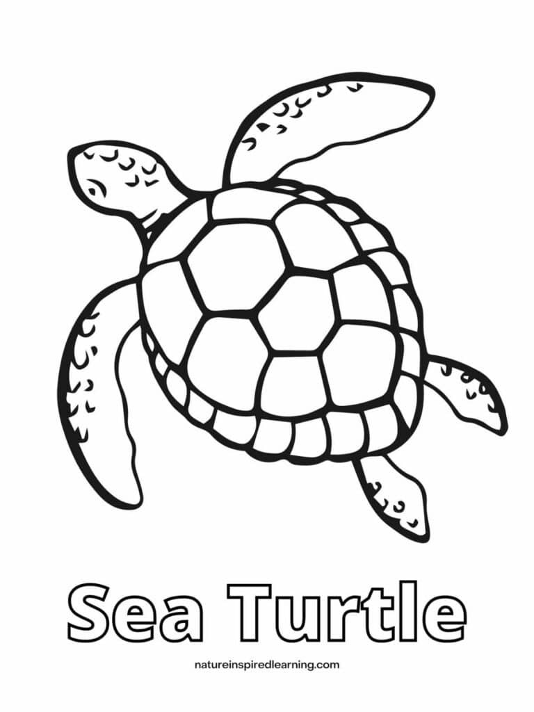 Beautiful Sea Turtle Coloring Pages - Nature Inspired Learning in Free Printable Sea Turtle Template