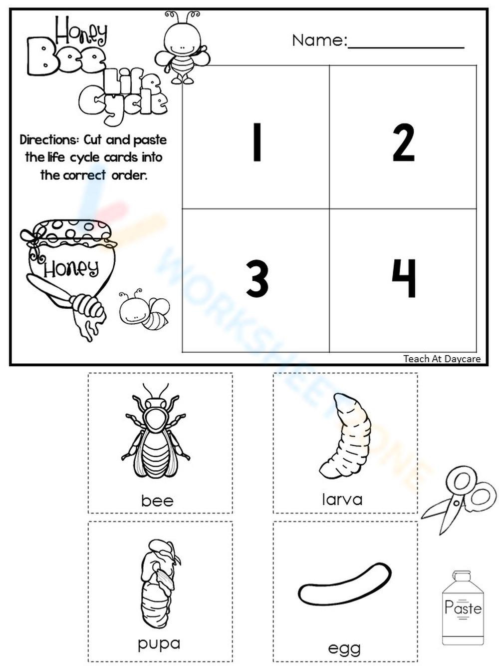 Bee Life Cycle Worksheets &amp;amp; Printable throughout Free Printable Bee Life Cycle Worksheets