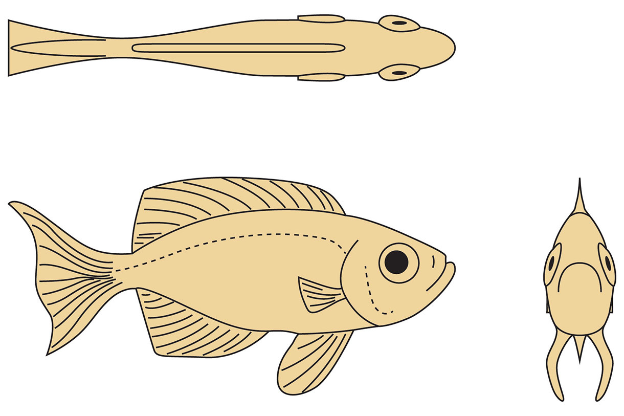 Beginner&amp;#039;S Knife-Carving Guide: Lunar-Tailed Bigeye Fish pertaining to Printable Fish Wood Carving Patterns