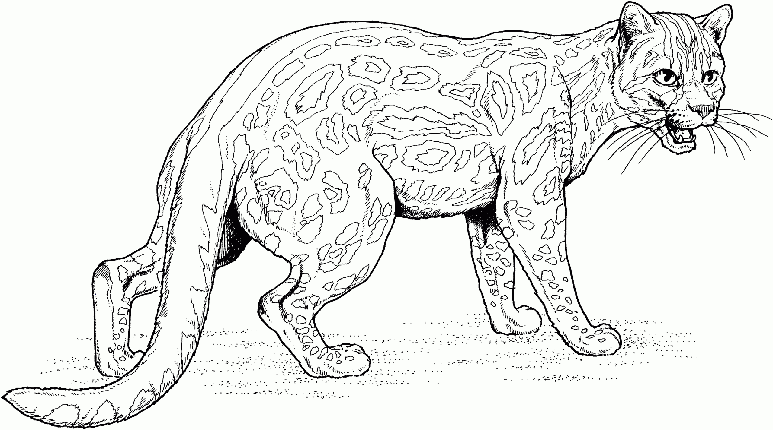 Big Cat Coloring Pages within Free Printable Large Cat Stencils
