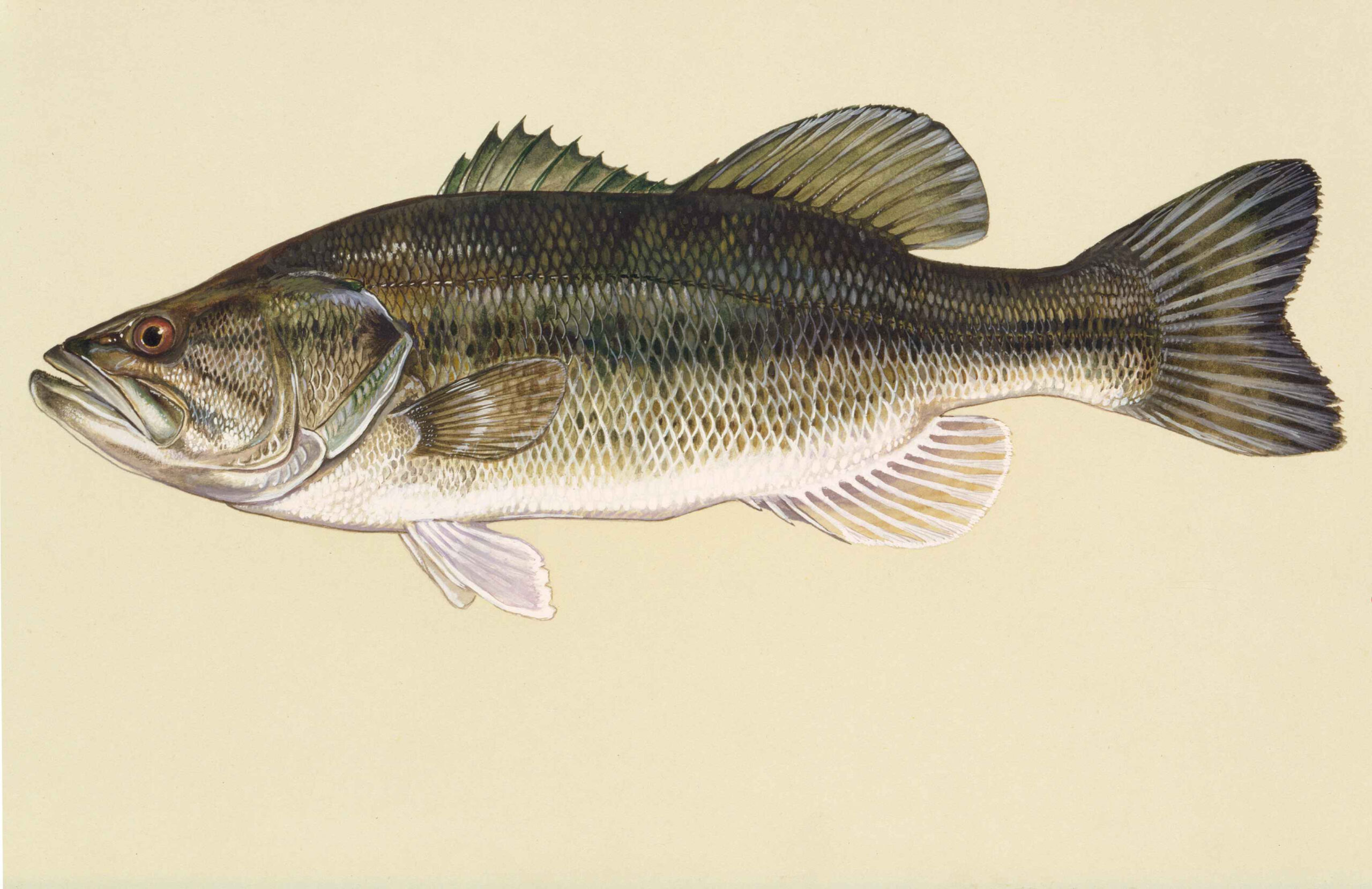 File:largemouth Bass Fish Art Work Micropterus Salmoides for Free Printable Bass Fish Pictures