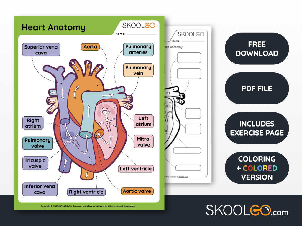 Free Anatomy Printable Worksheets - Skoolgo within Free Anatomy Printables