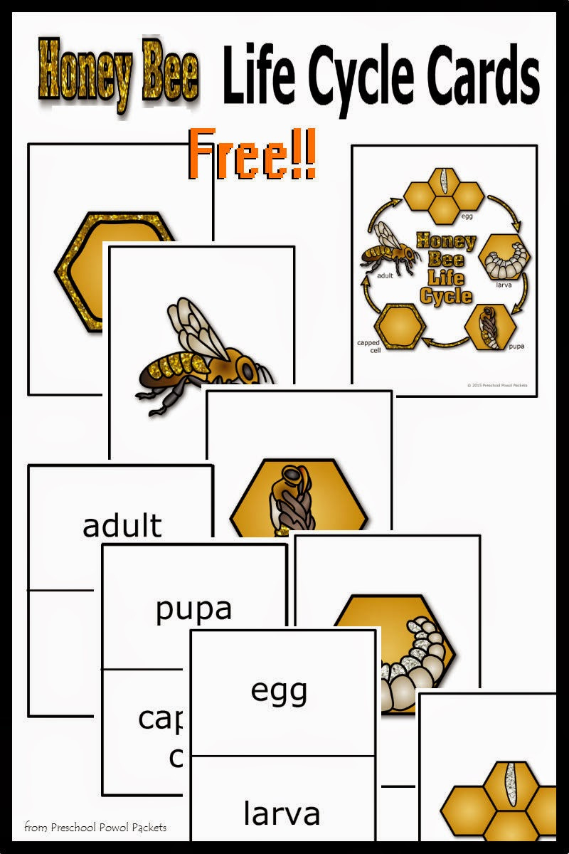 Free} Honey Bee Life Cycle Cards! pertaining to Free Printable Bee Life Cycle Worksheets
