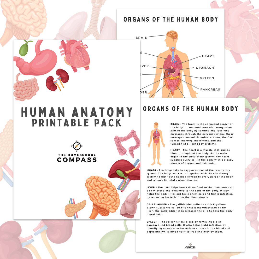 Free Human Anatomy Printable Pack - Homeschool Compass inside Free Anatomy Printables