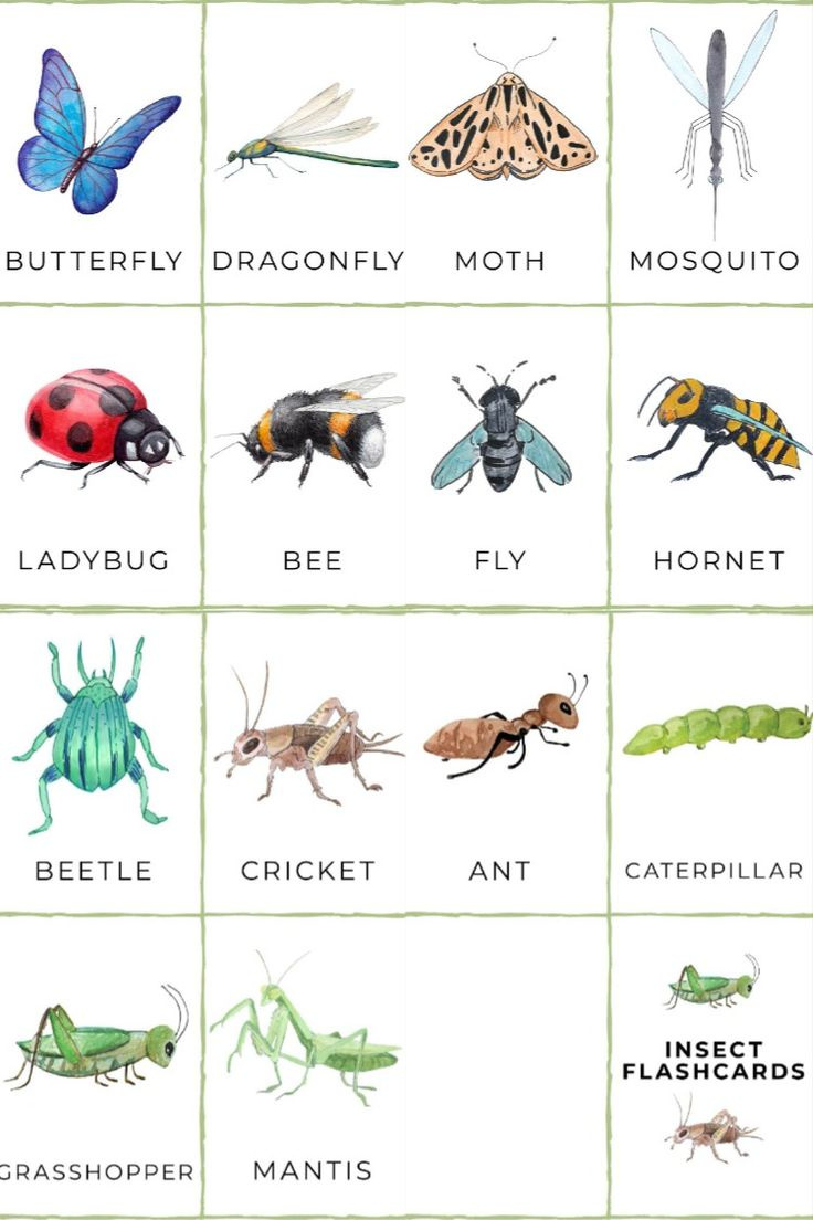 Free Printable Insect Flashcards inside Free Printable Insect Flashcards
