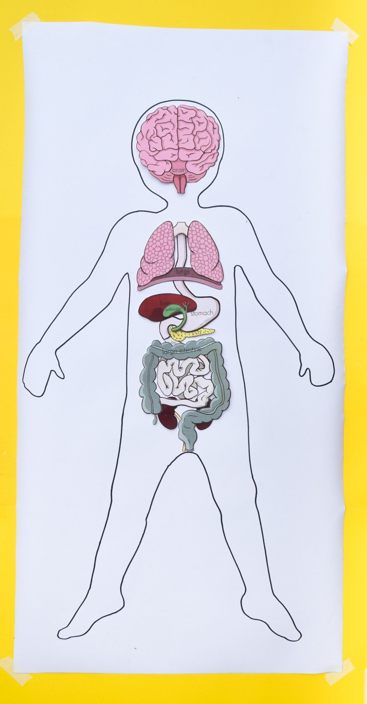 Free Printable Life-Size Organs For Studying Human Body Anatomy With within Free Printable Human Anatomy Diagrams