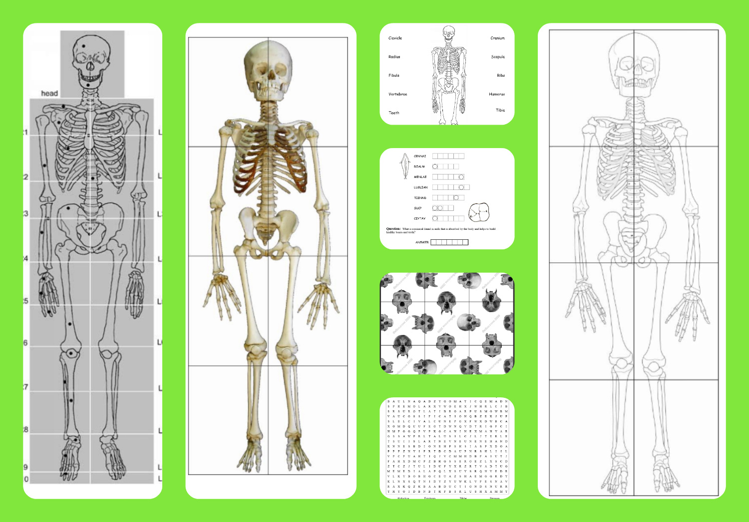 Free Printable Life-Sized Child And Adult Skeletons, Skull Puzzles intended for Free Life Size Printable Skeleton