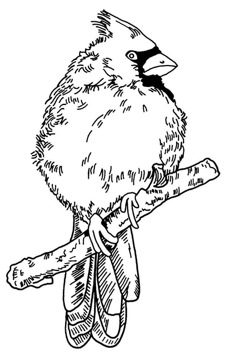 Free Wood Burning Patterns Of Cardinals throughout Free Printable Wildlife Wood Burning Patterns