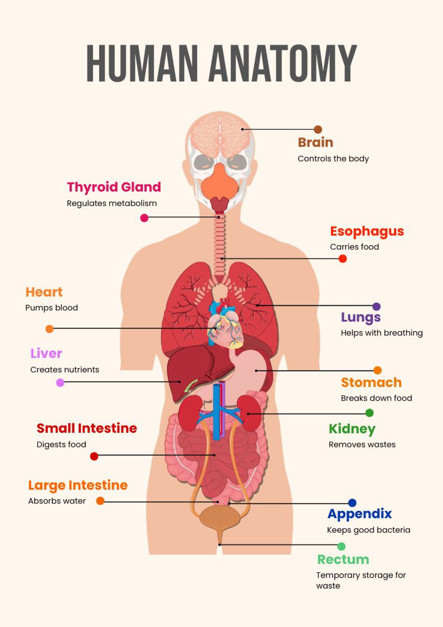 Human Anatomy Chart In Illustrator, Pdf - Download | Template with regard to Free Printable Human Anatomy Diagrams