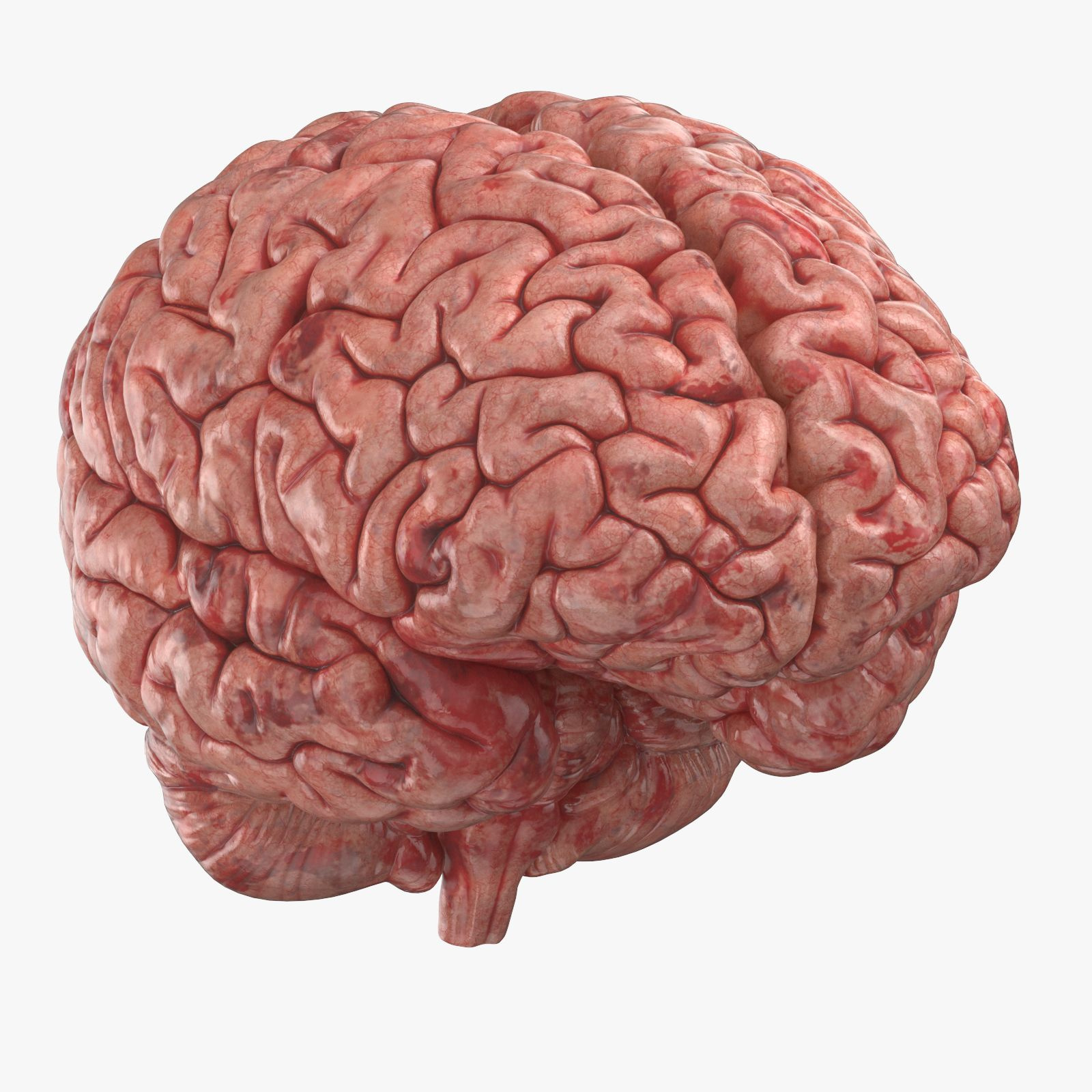 Human Brain (3D Printable) 3D Model $79 - .Max .Obj .C4D .Gltf .Ma inside Free Printable Pictures Of The Human Brain