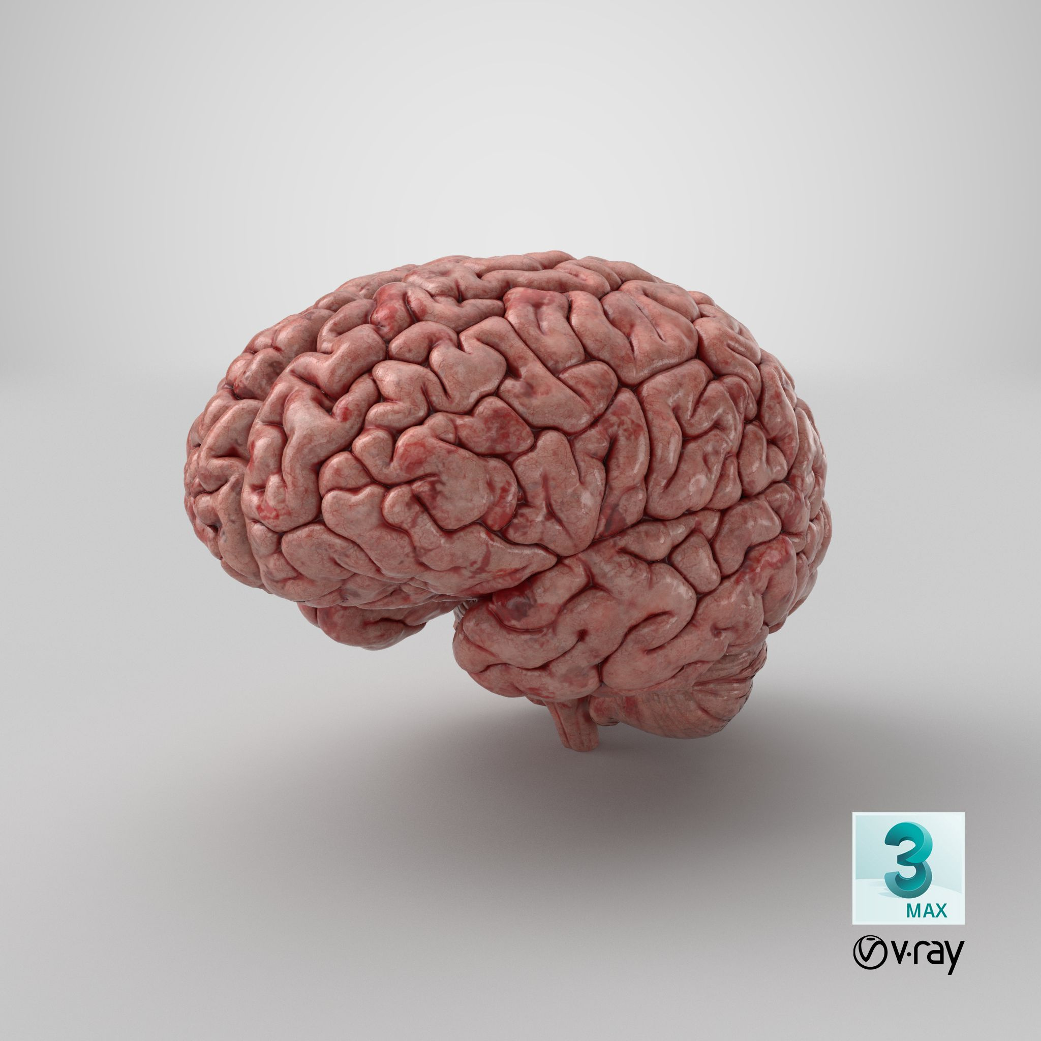 Human Brain (3D Printable) 3D Model $79 - .Max .Obj .C4D .Gltf .Ma pertaining to Free Printable Pictures of the Human Brain