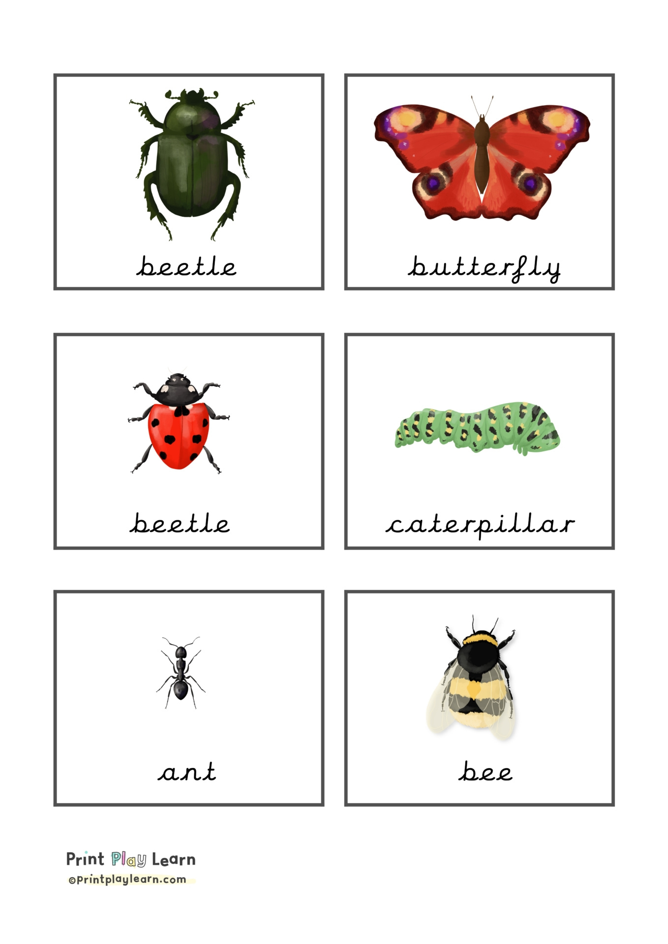 Insect Flashcards - Printable Teaching Resources - Print Play Learn throughout Free Printable Insect Flashcards