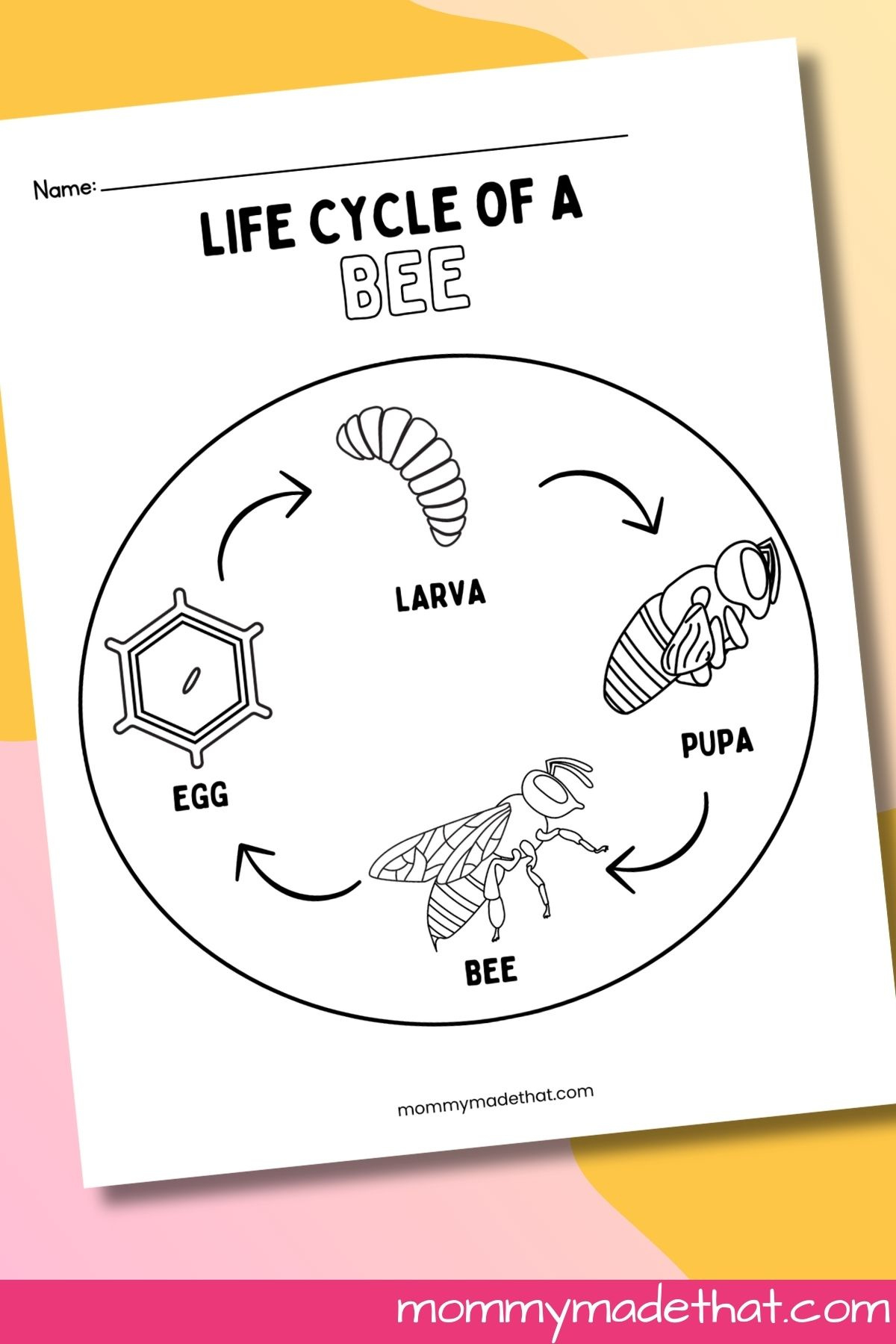 Life Cycle Of A Bee Worksheets (Free Printables) intended for Free Printable Bee Life Cycle Worksheets