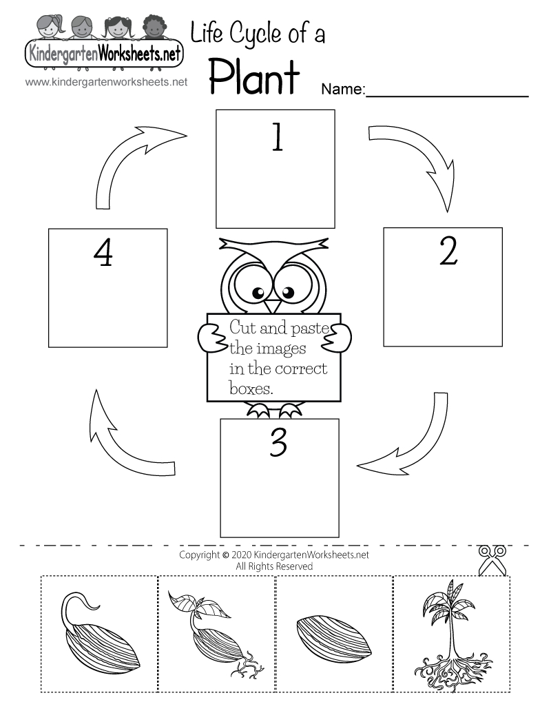 Life Cycle Of A Plant Worksheet - Free Printable, Digital, &amp;amp; Pdf pertaining to Free Plant Printables For Kindergarten
