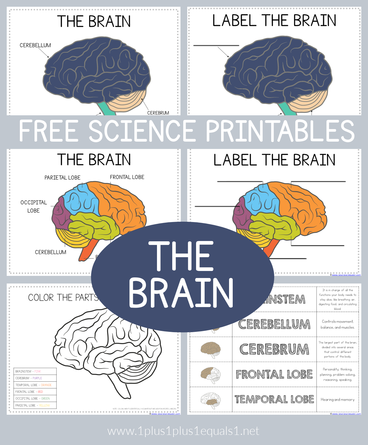 Life Science Printables - Parts Of The Brain Worksheets - 1+1+1=1 with Free Printable Pictures of the Human Brain
