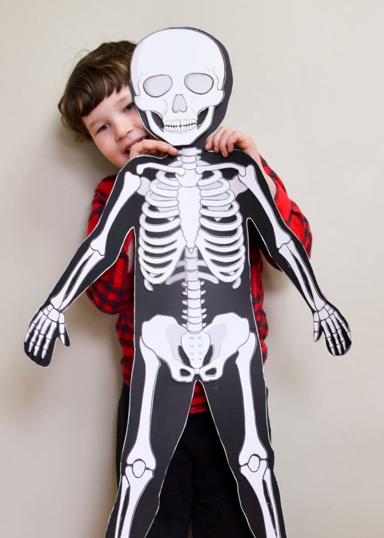 Life-Size Printable Human Skeleton For Kids inside Free Life Size Printable Skeleton