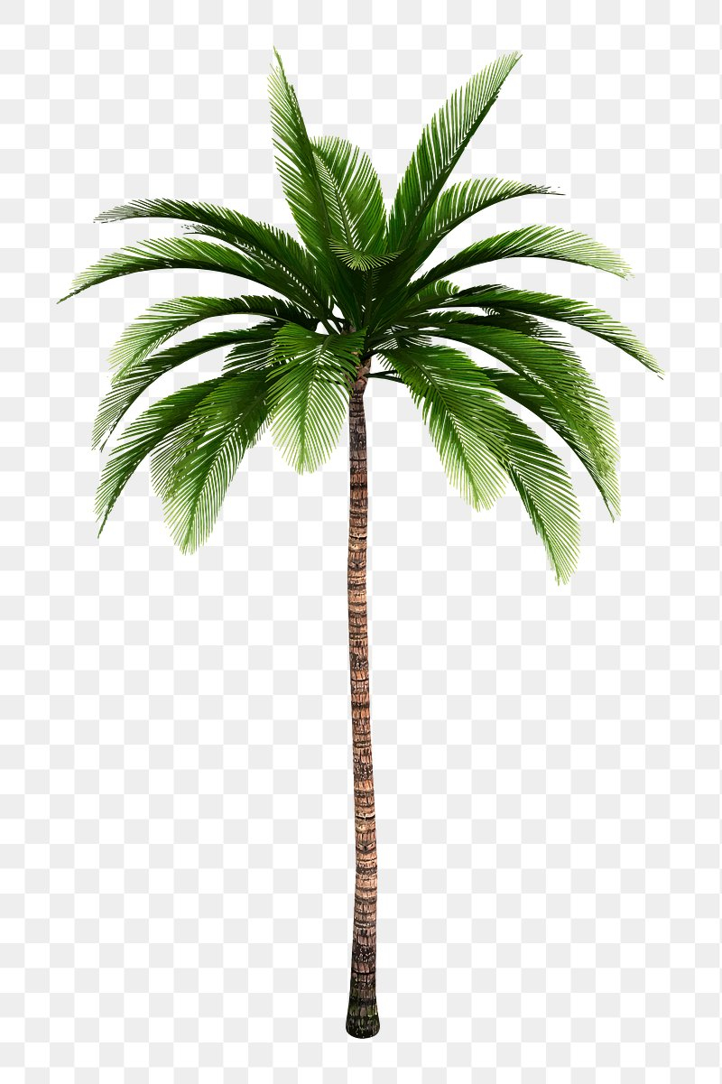 Palm Tree Images | Free Hd Backgrounds, Pngs, Vectors &amp;amp; Templates with Free Palm Tree Templates
