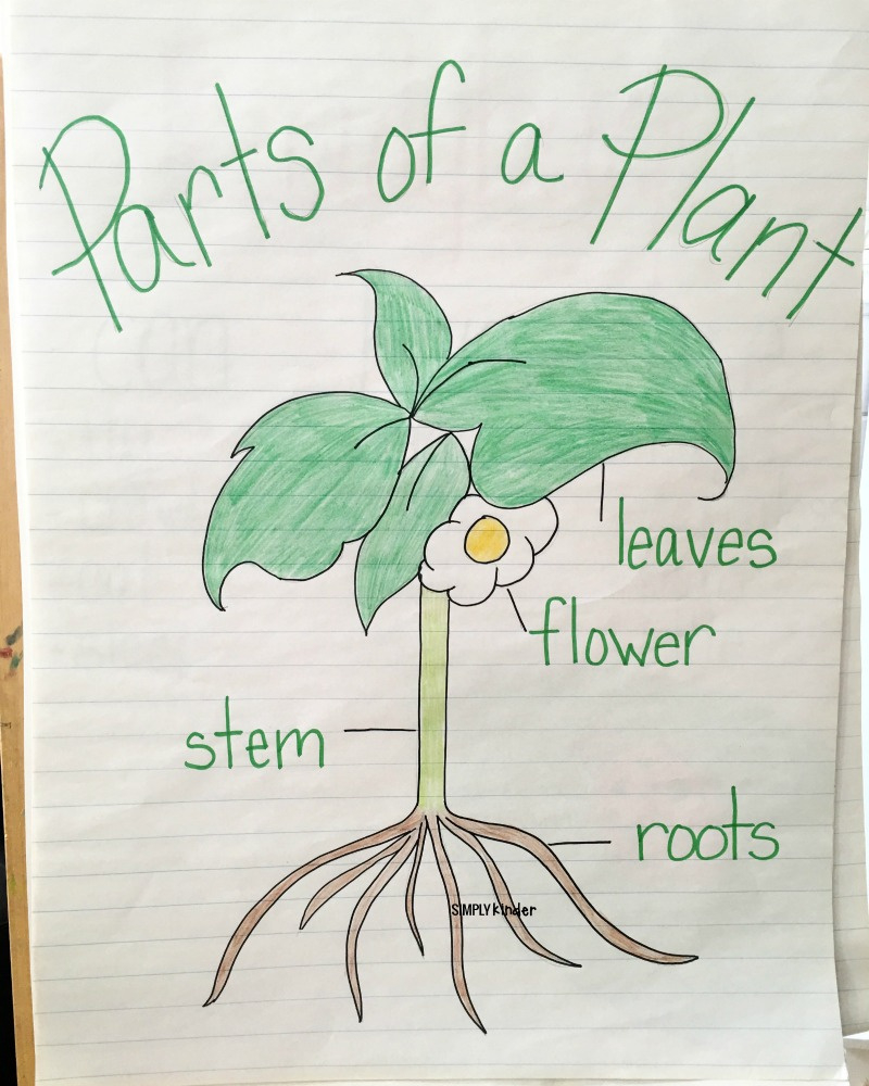 Parts Of A Plant Free Printable - Simply Kinder in Free Plant Printables For Kindergarten
