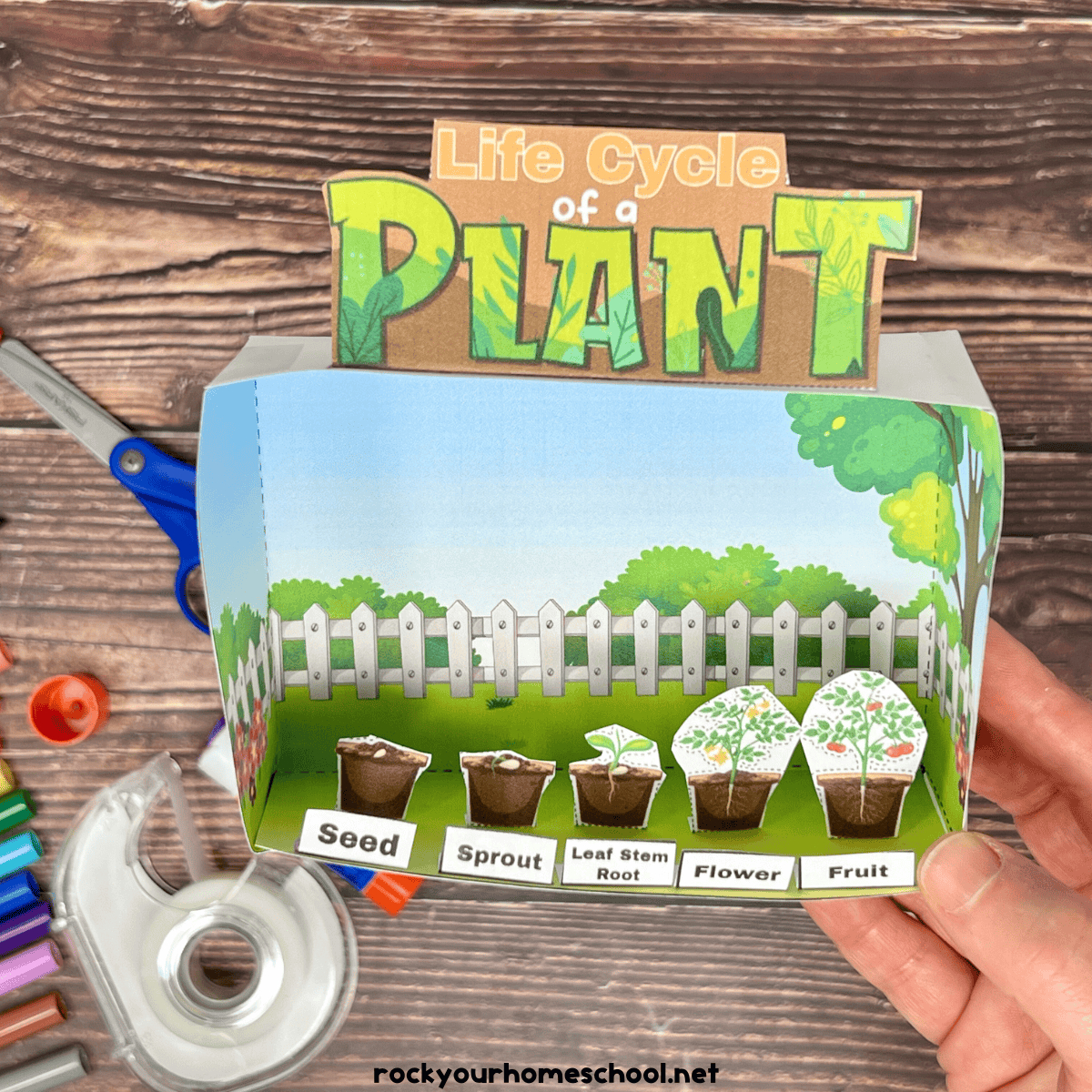 Plant Life Cycle Project: Free Printable Diorama Kit - Rock Your inside Free Printable Dioramas