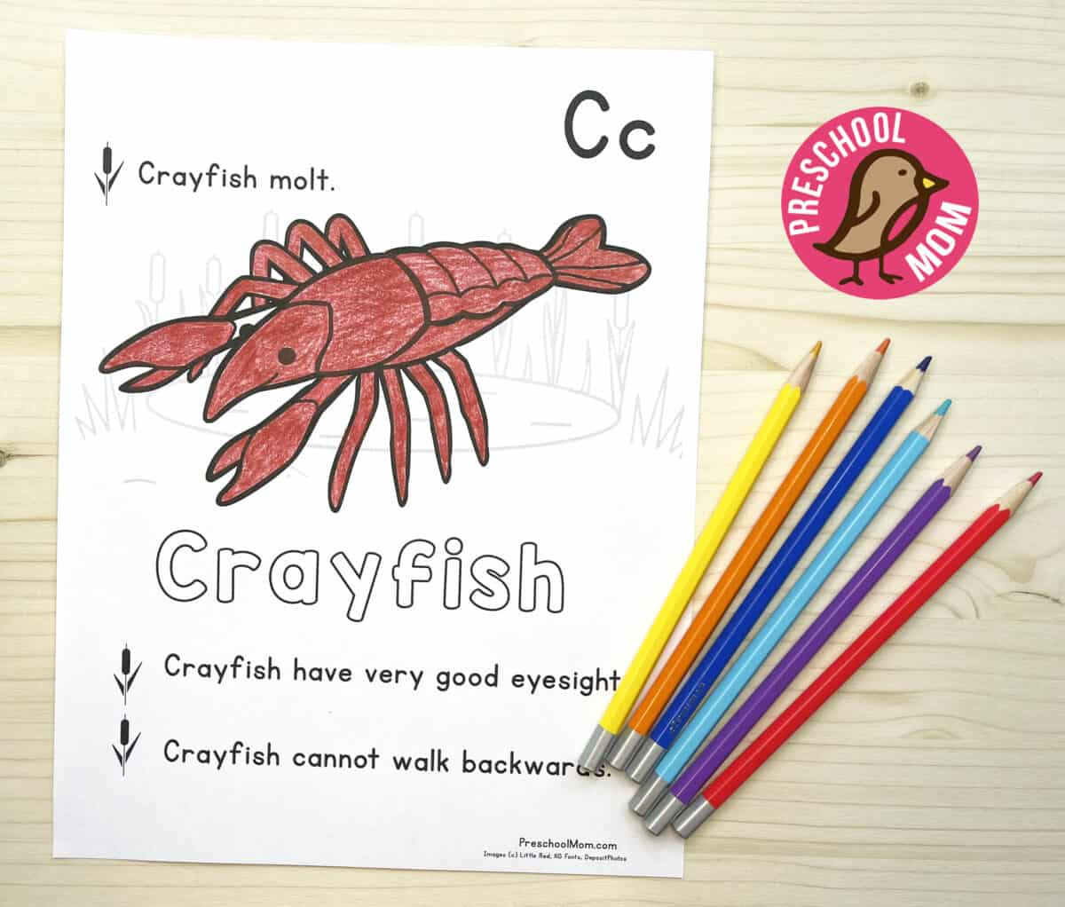 Pond Animal Coloring Pages - Preschool Mom throughout Free Pond Life Printables