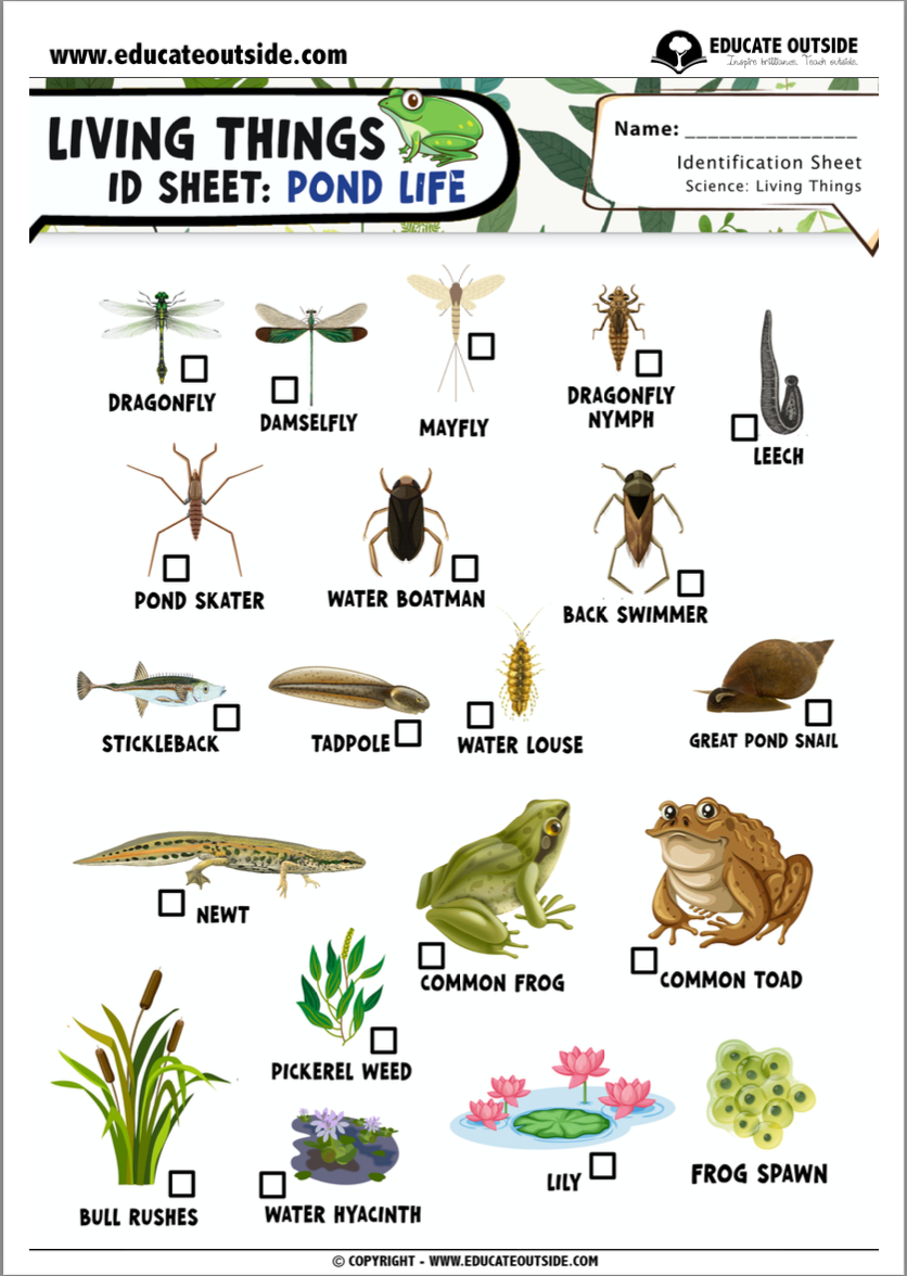 Pond Life Identification Guide – 20 Common Plants And Animals in Free Pond Life Printables