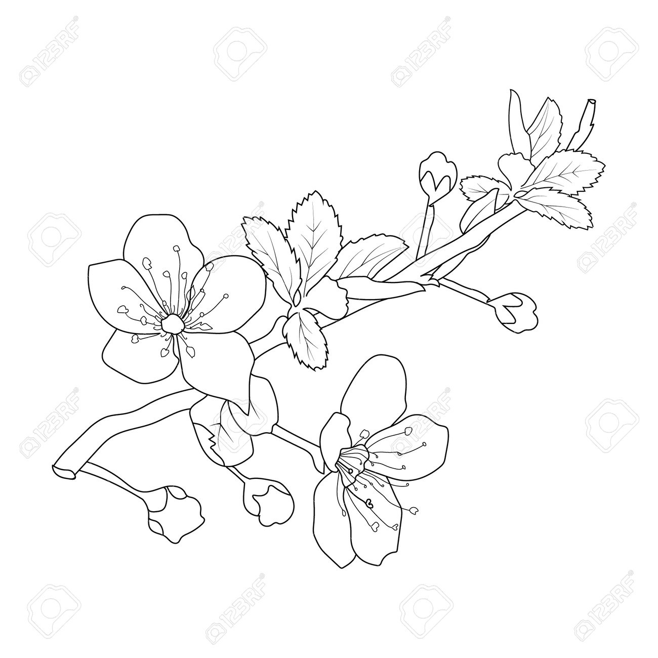 Sketch Of Cherry Blossom Branch With Flowers. Vector Illustration pertaining to Free Printable Cherry Blossom Stencil