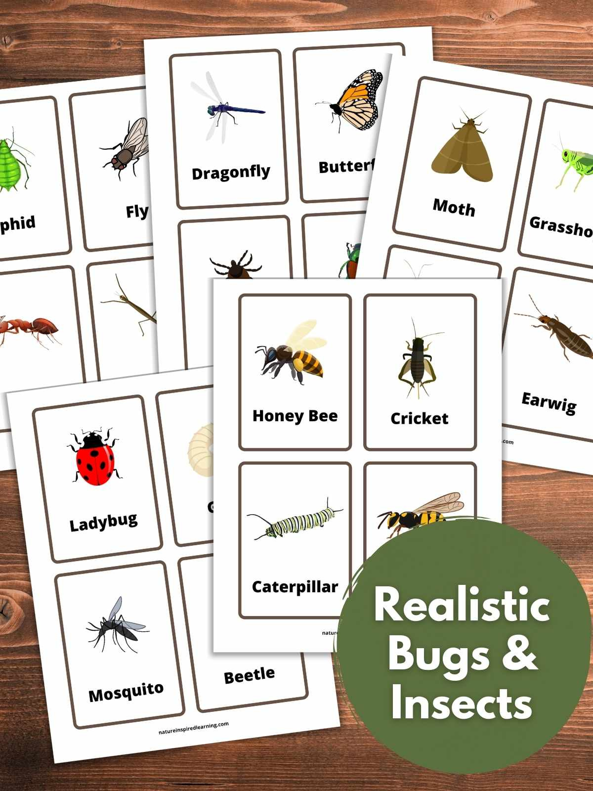 The Best Insect Flashcards - Nature Inspired Learning with regard to Free Insect Printables