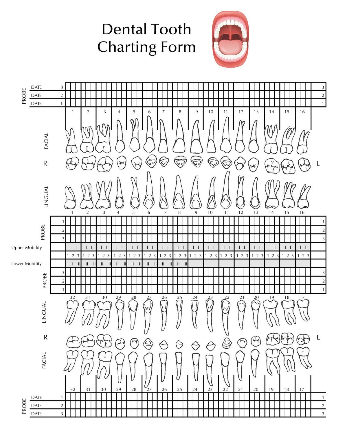 Tooth Chart Full Sheet - 15 Free Pdf Printables | Printablee intended for Free Printable Blank Perio Chart
