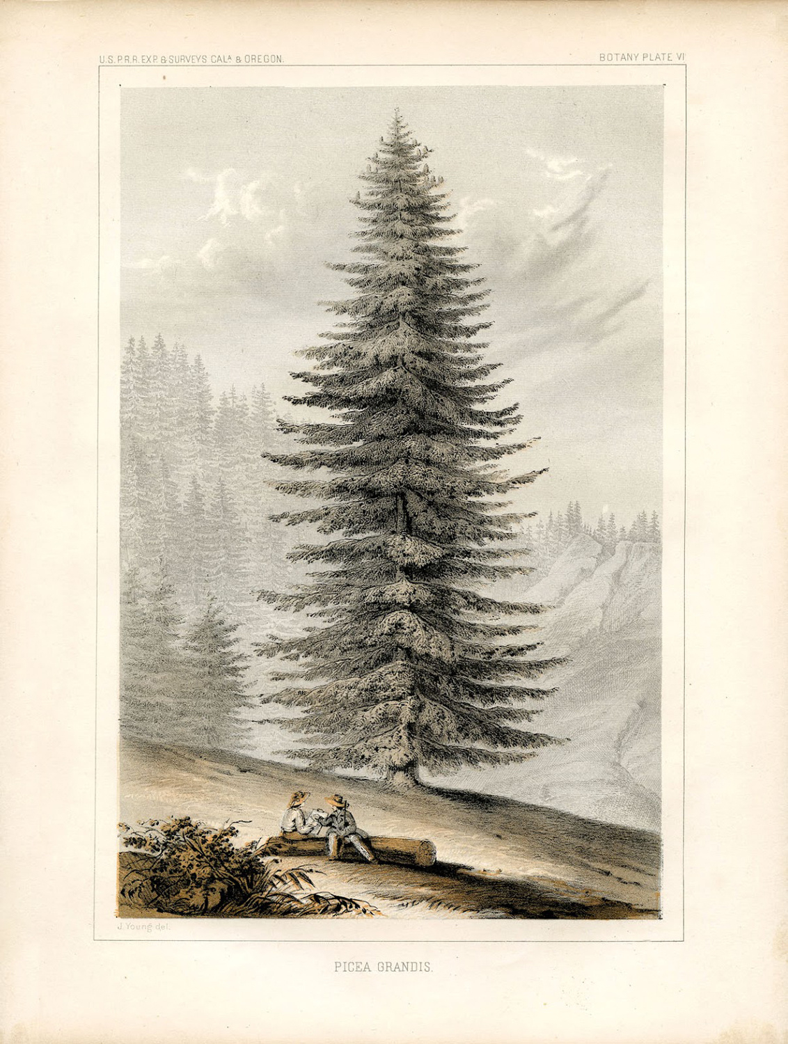 12+ Christmas Tree Clipart! - The Graphics Fairy inside Graphic Fairy Free Christmas Printable