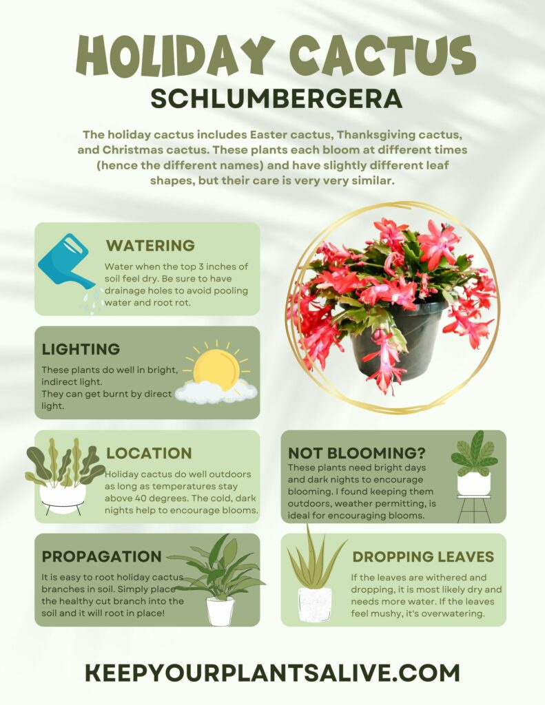 How To Care For A Thanksgiving Cactus - Keep Your Plants Alive within Printable Christmas Cactus Care