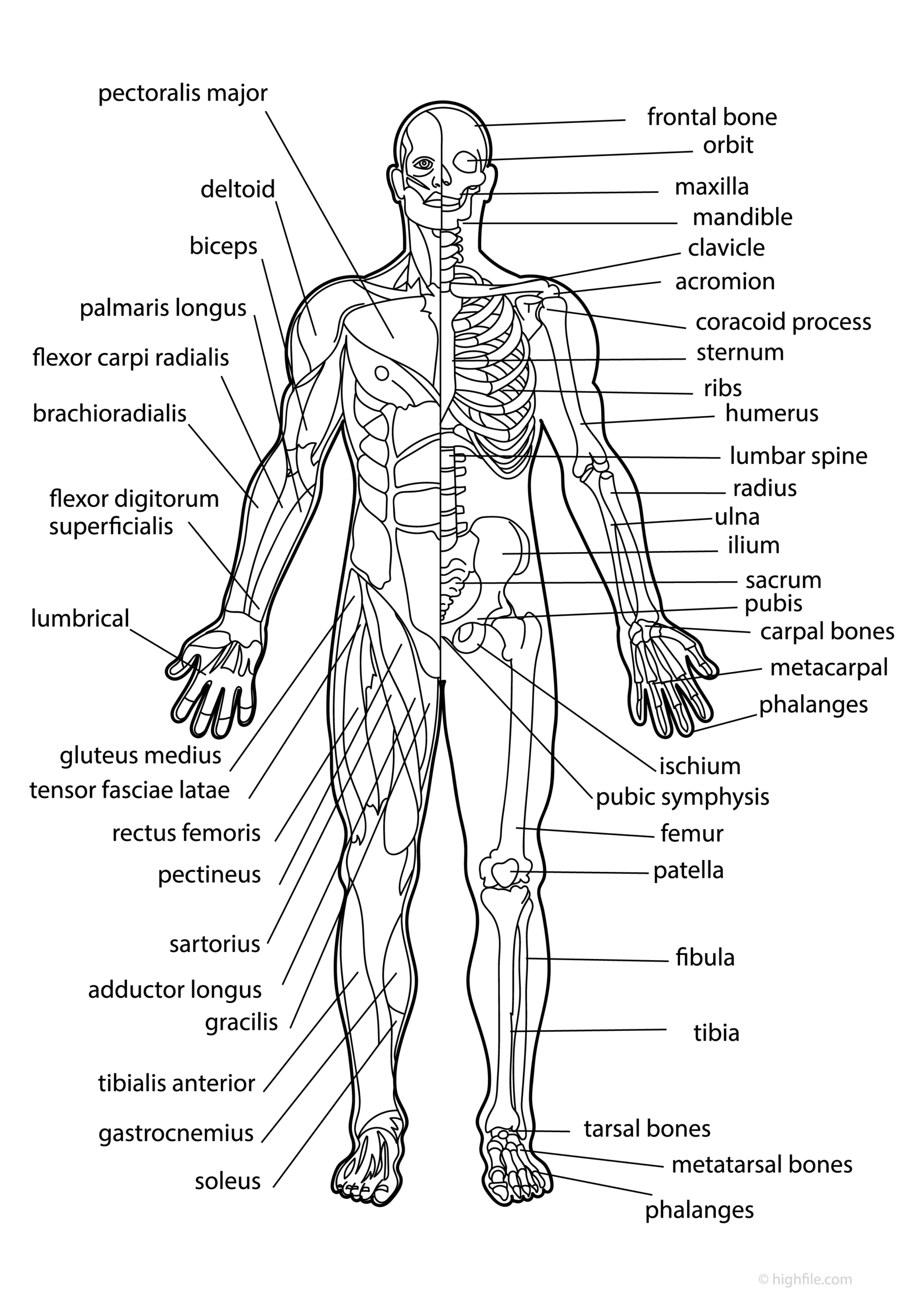 Body Outline Templates