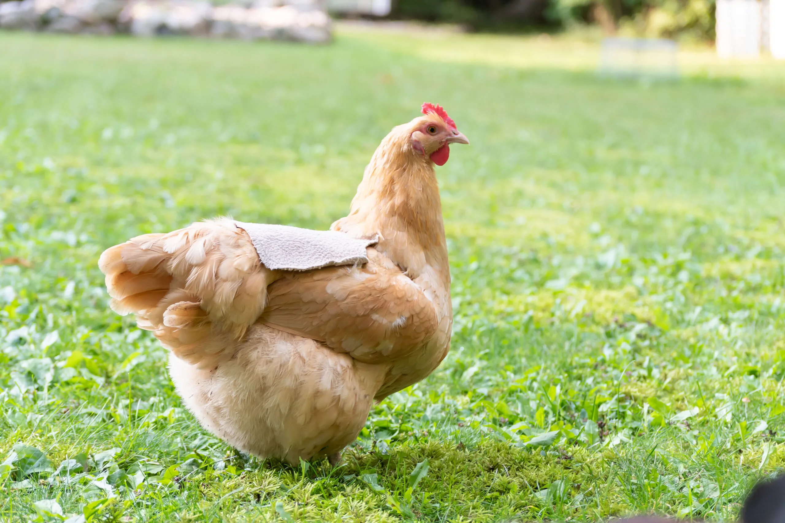 free printable chicken saddle pattern