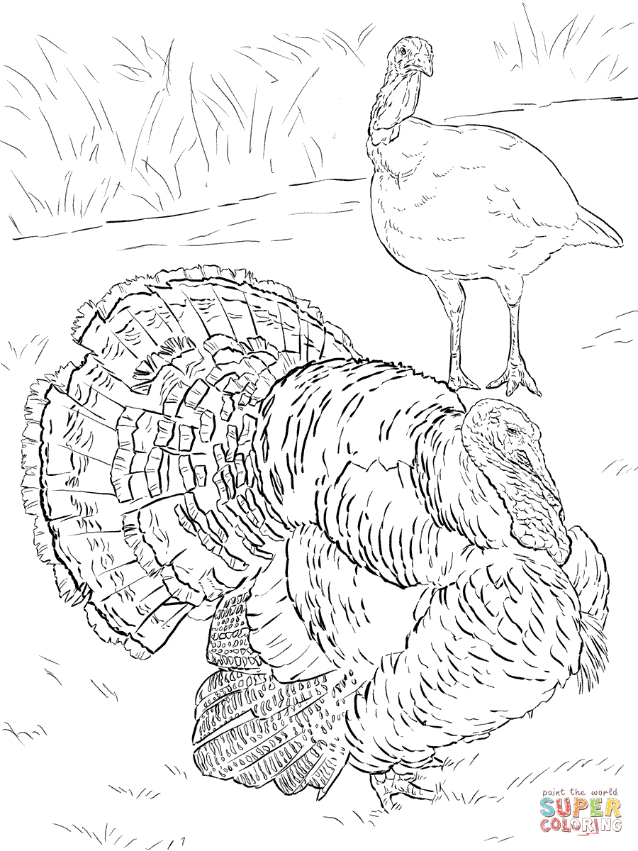 Domesticated Turkey Tom And Hen