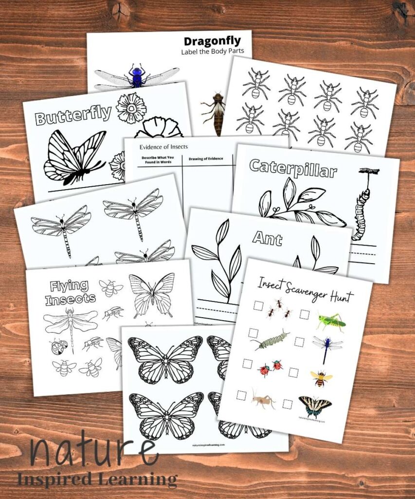 Free Insect Printables Activities For Kids Free Insect Printables Activities For Kids