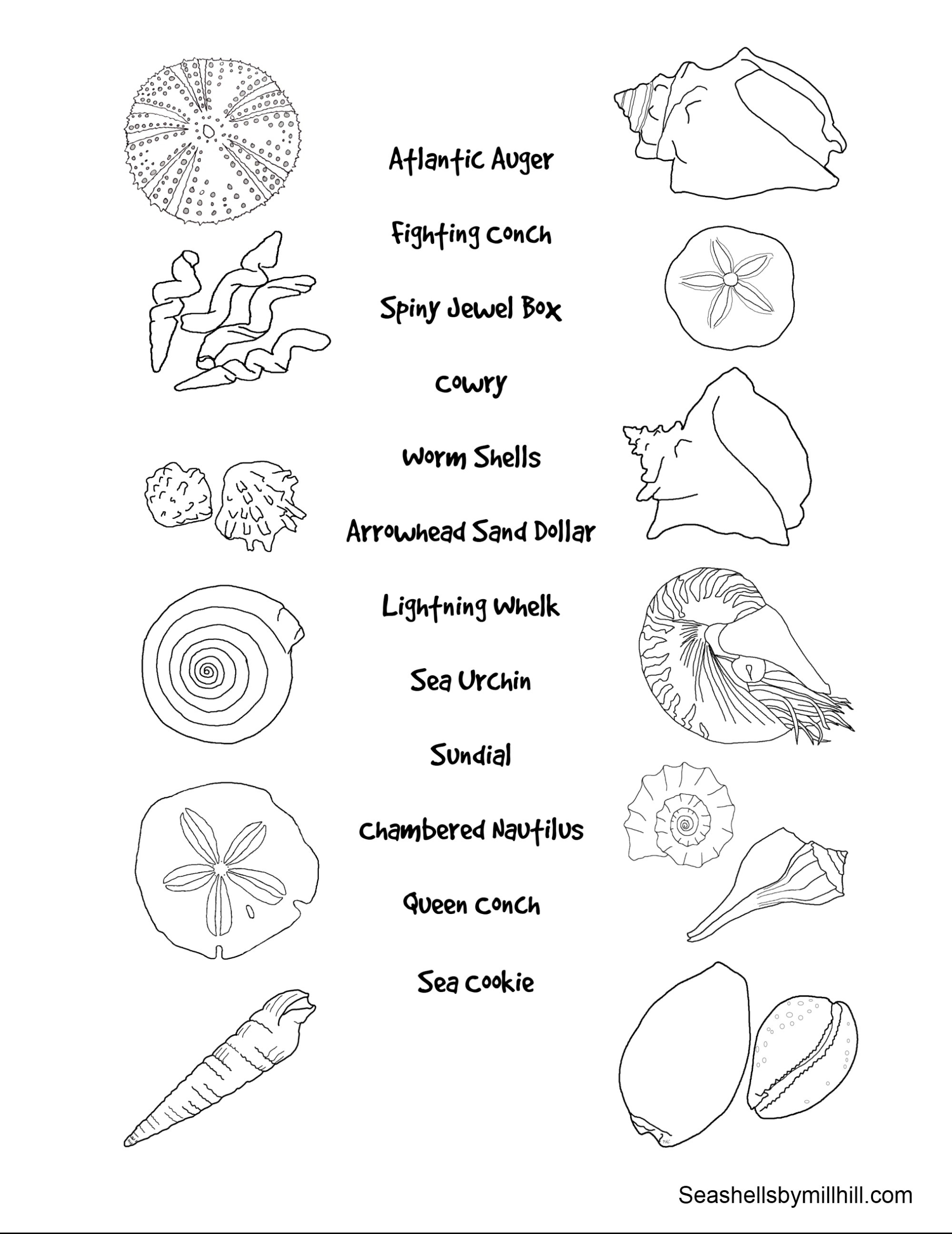 Free Seashell Coloring Pages