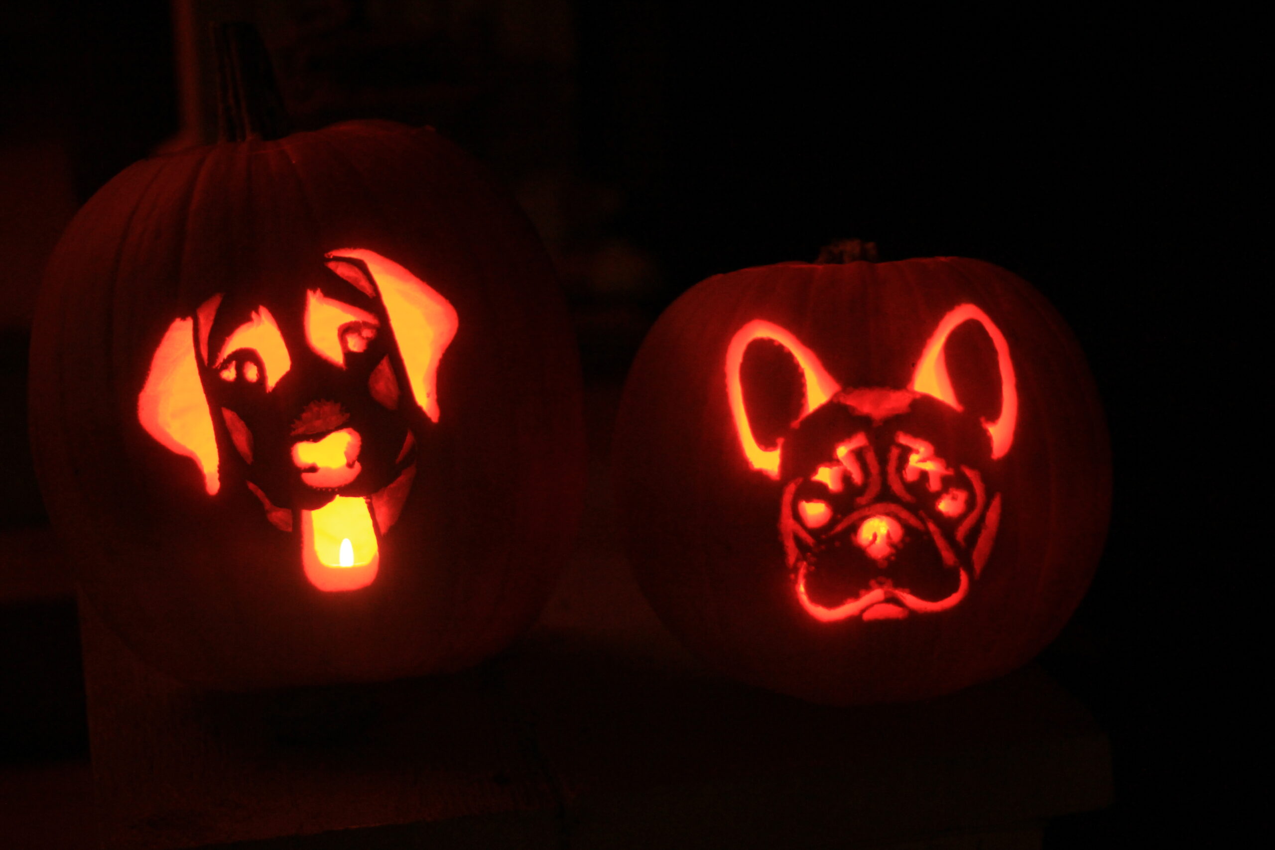 printable french bulldog pumpkin stencil printable french bulldog pumpkin stencil