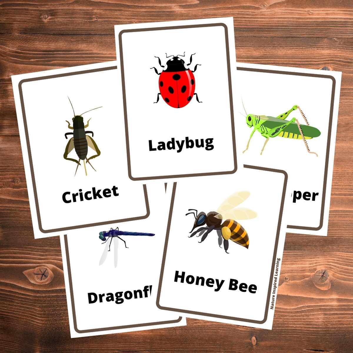 Insect Flashcards