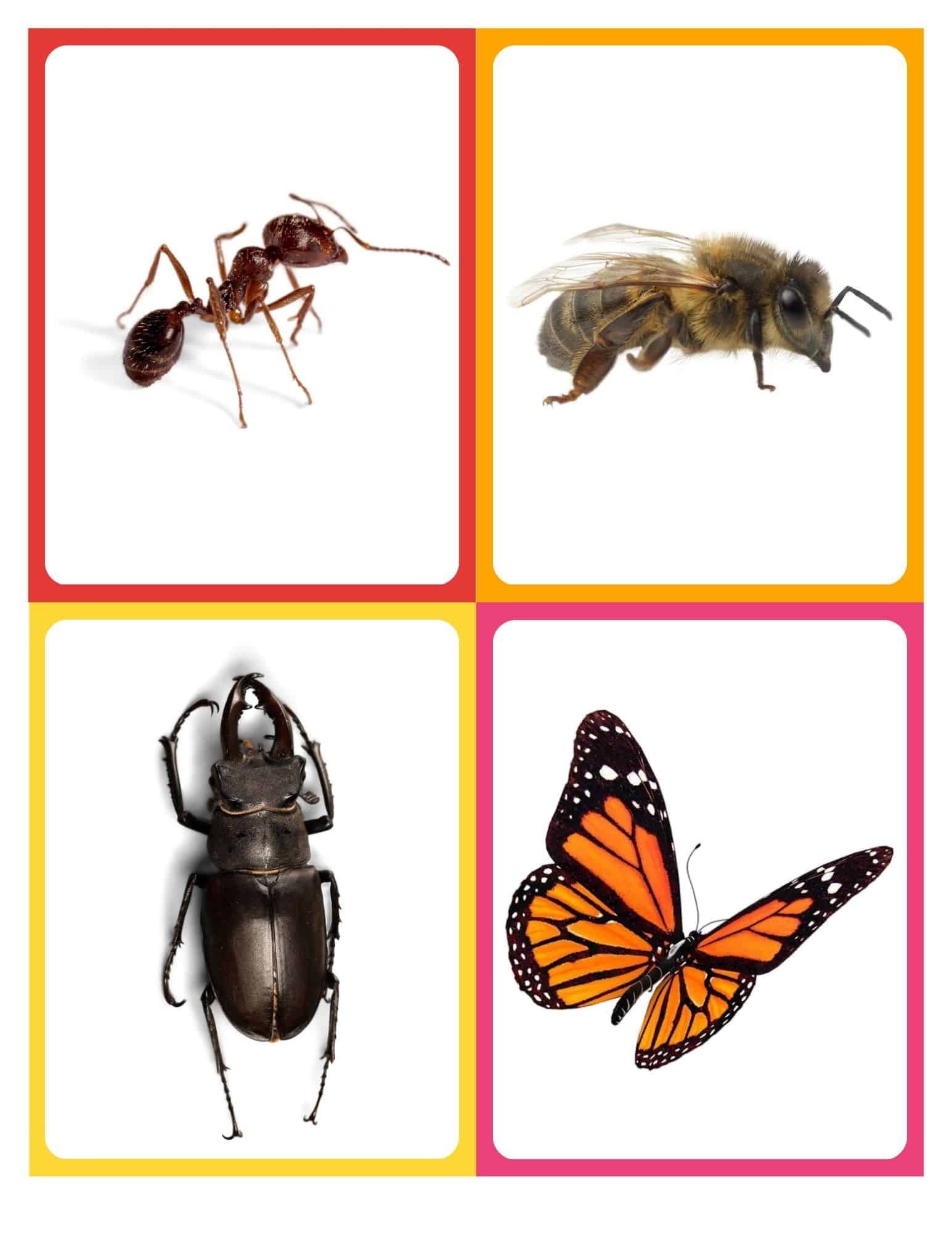 Insect Flashcards