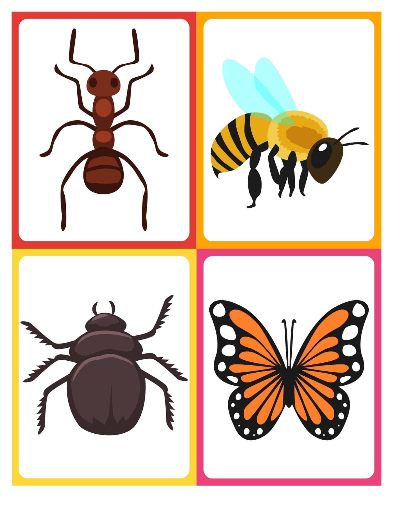 free printable insect flashcards