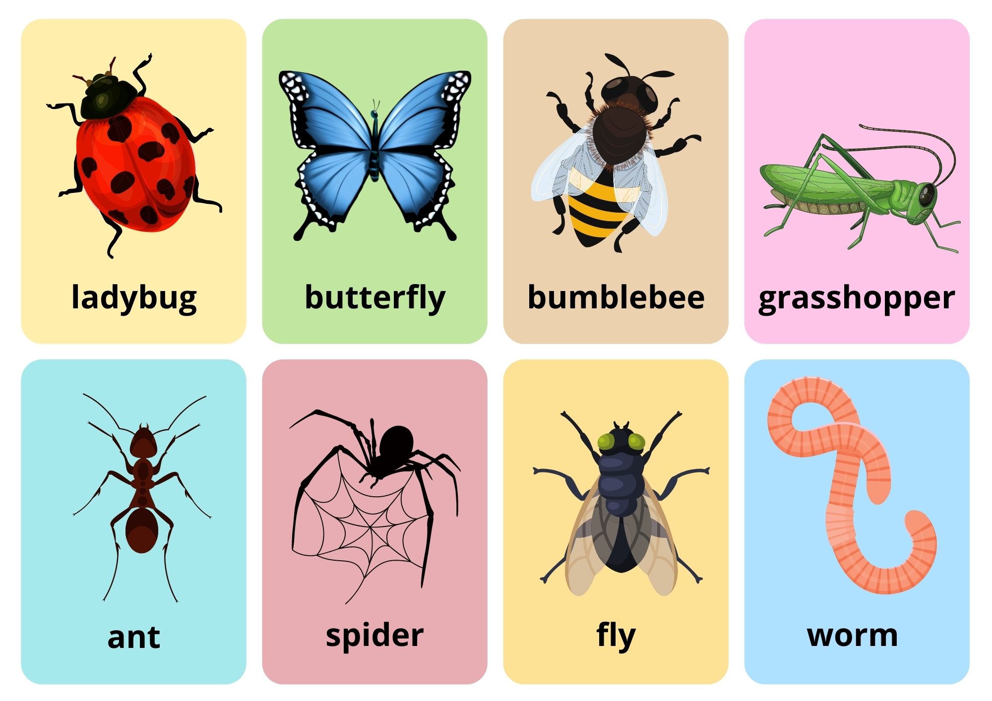 Insects Bugs Flashcards With Words View Online Or Free Pdf Download