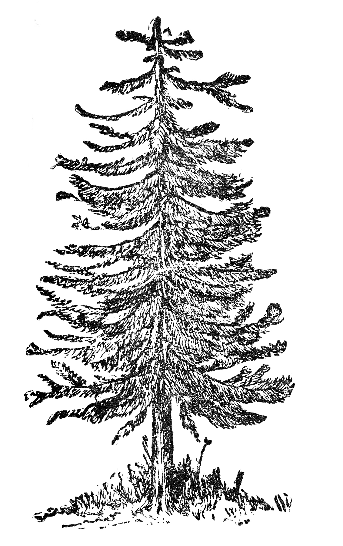 Instant Art Printable Glorious Giant Christmas Tree Botanical