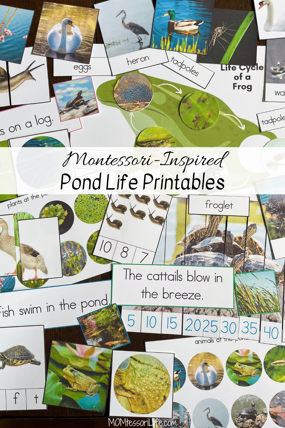 free pond life printables