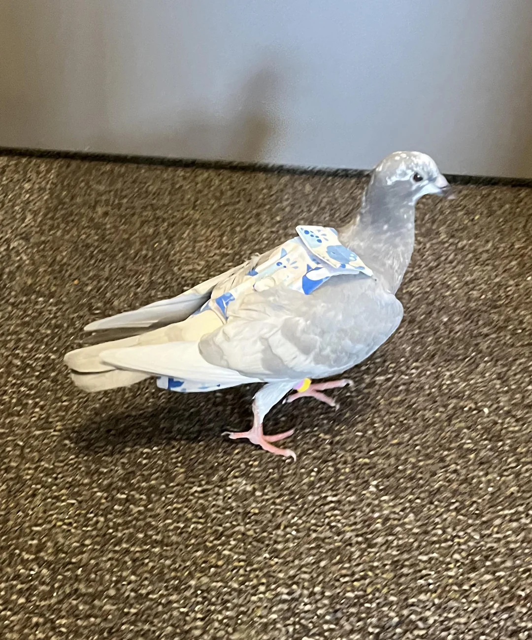 Need Sewing Pattern For Bird Flyper