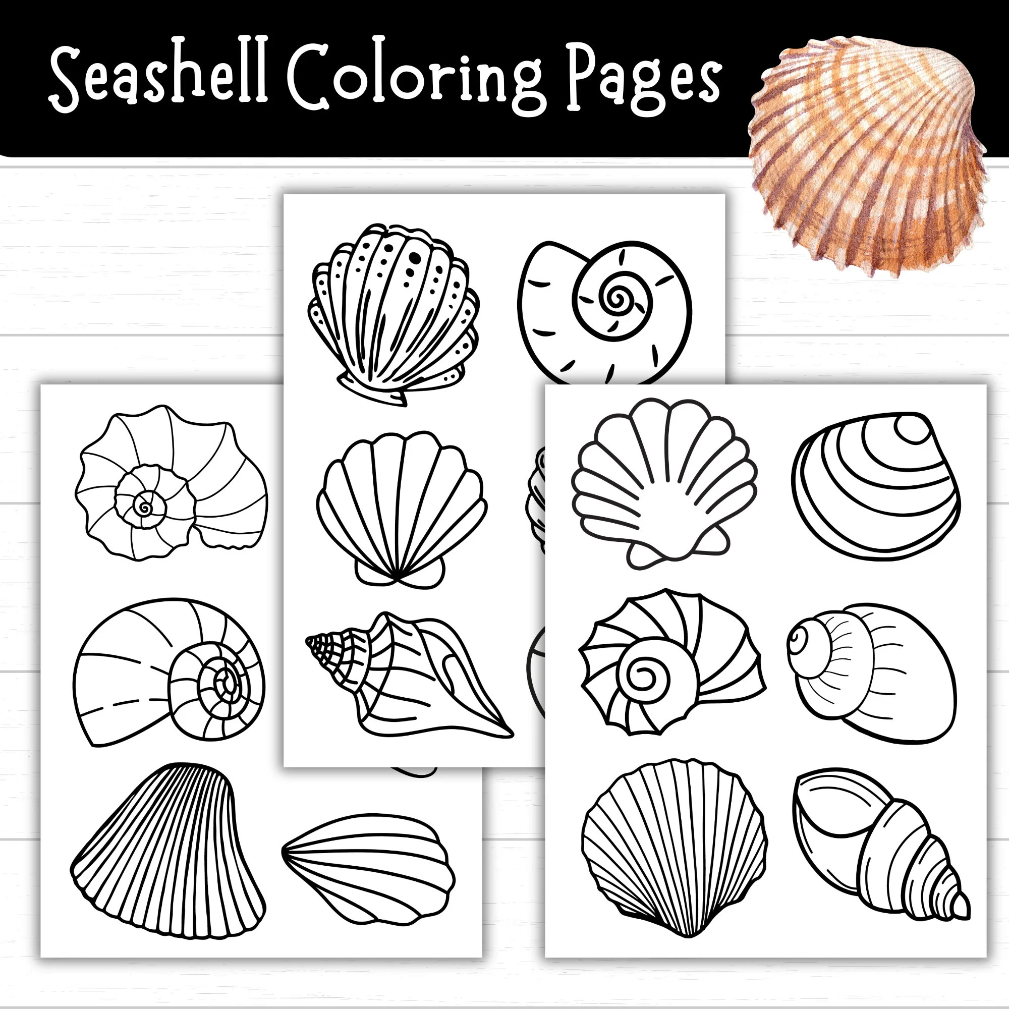 Seashell Coloring Pages Printable Blank