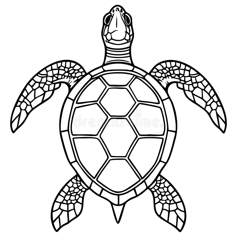 Template Elegant Sea Turtle Black White Outline Illustration Coloring Books Printable Worksheets Relaxing Creative Image427164239