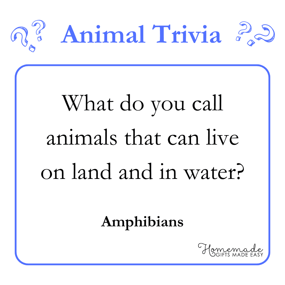 Trivia Questions