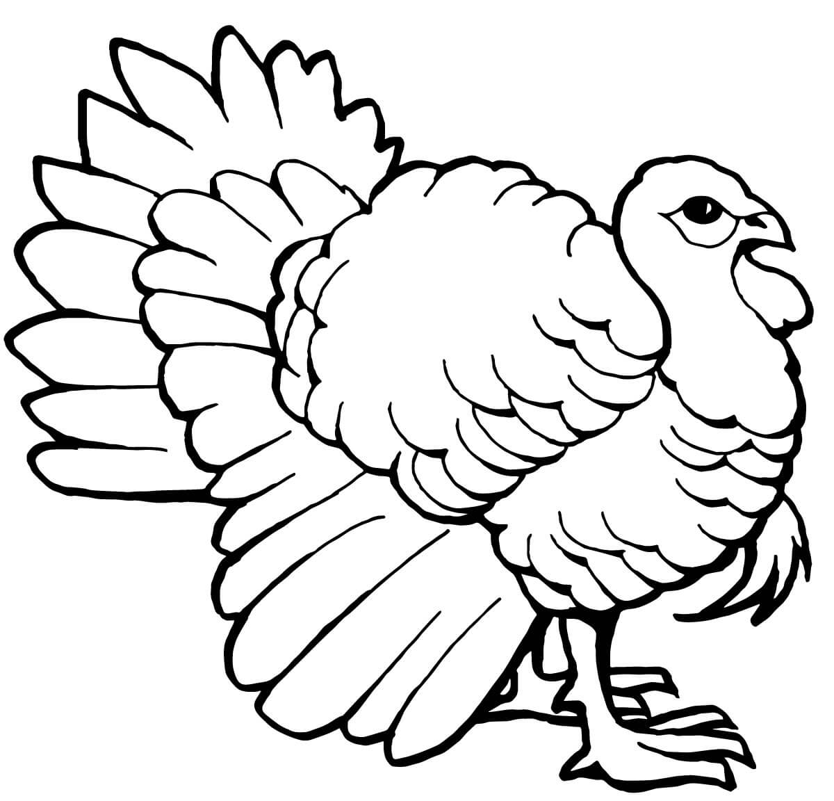 Turkey Tom