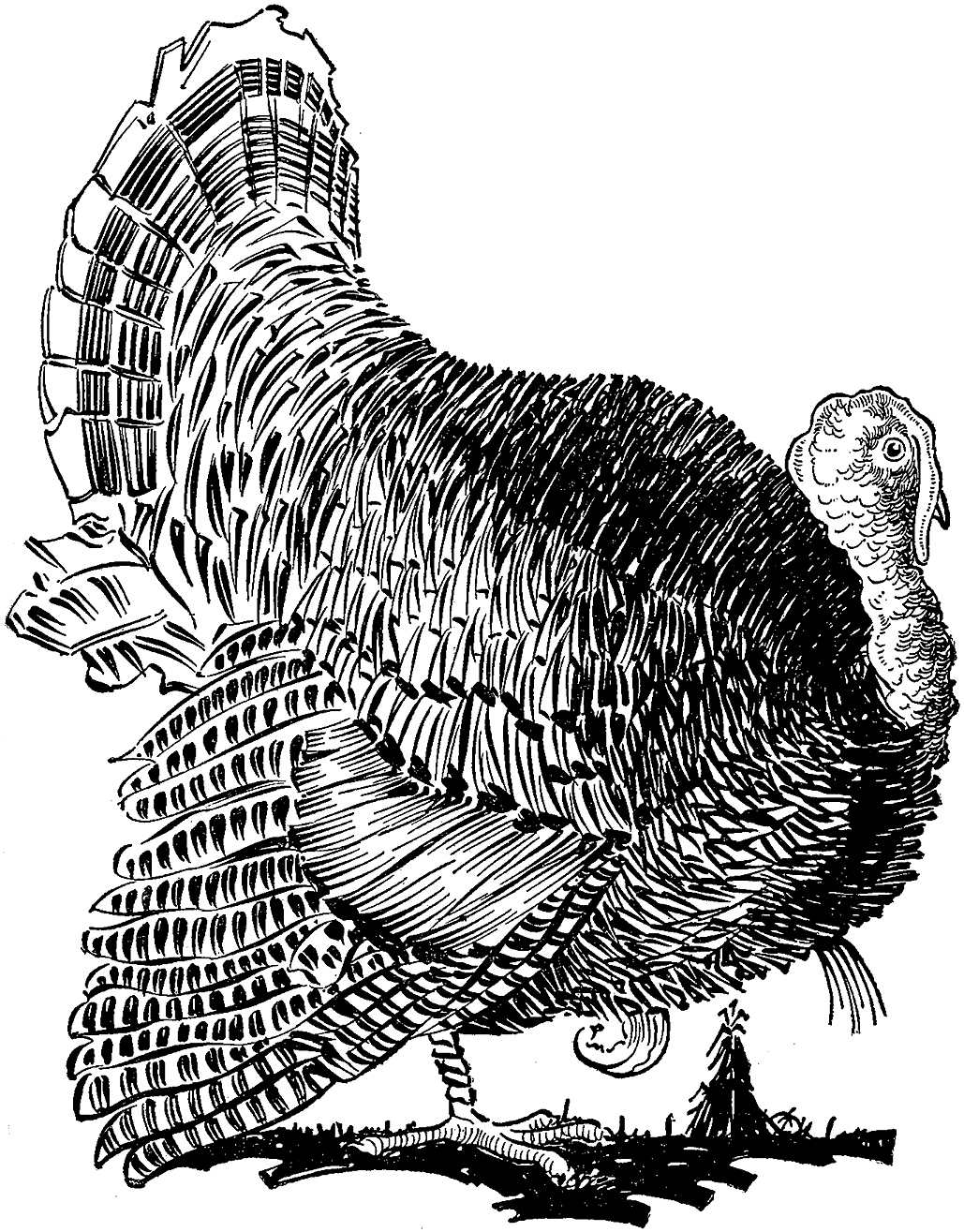 printable thanksgiving turkey pictures