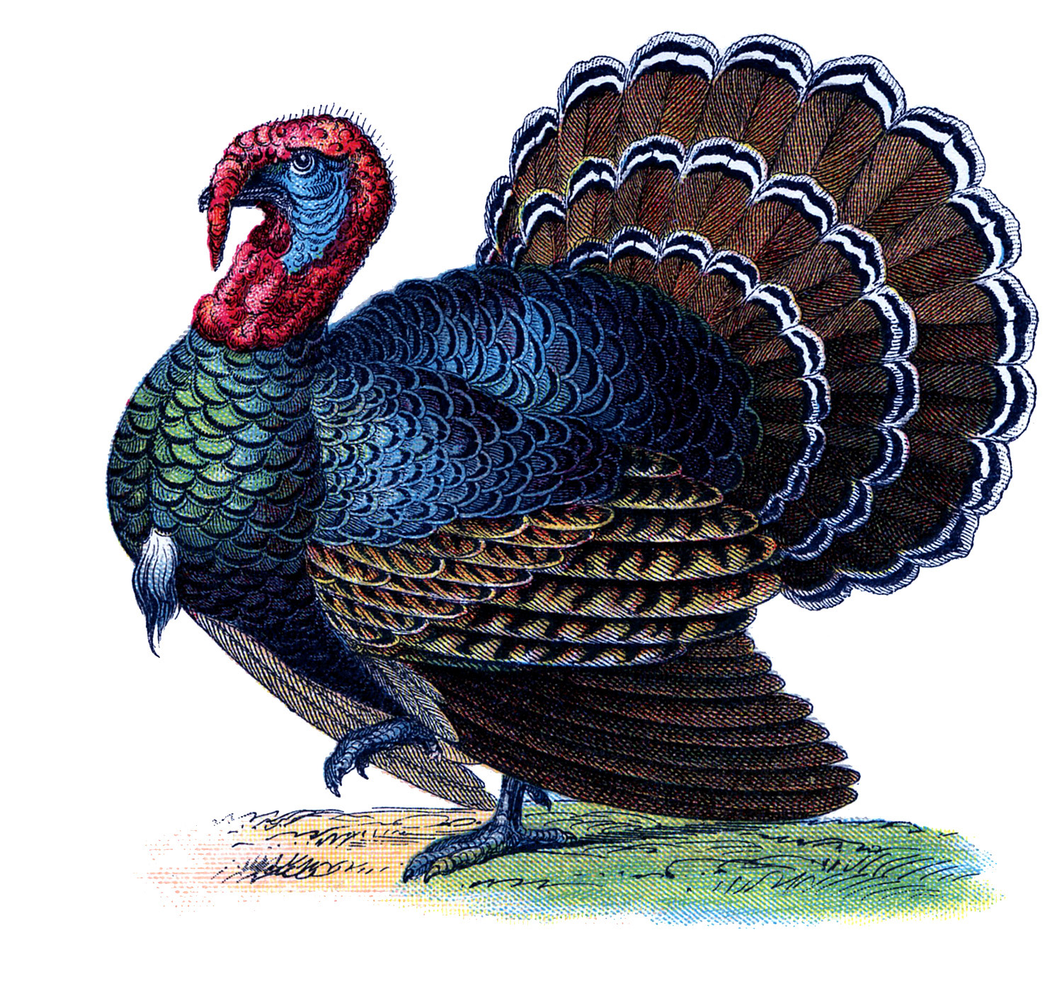 Vintage Thanksgiving Image Gorgeous Turkey